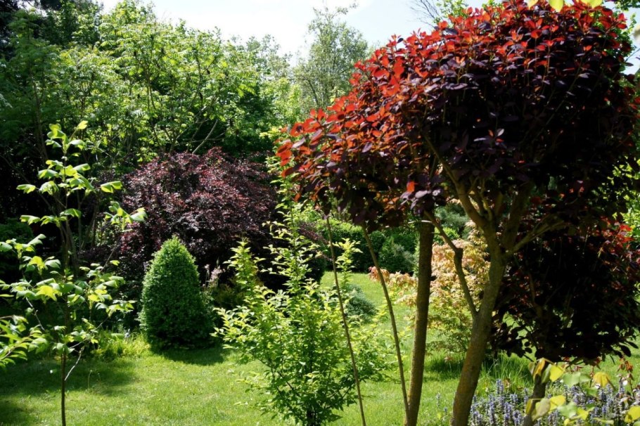 Дерен белый Ауреа в ландшафтном дизайне