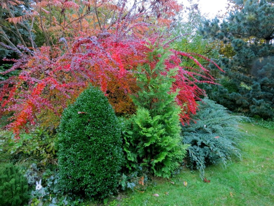 Клен Гиннала изгородь