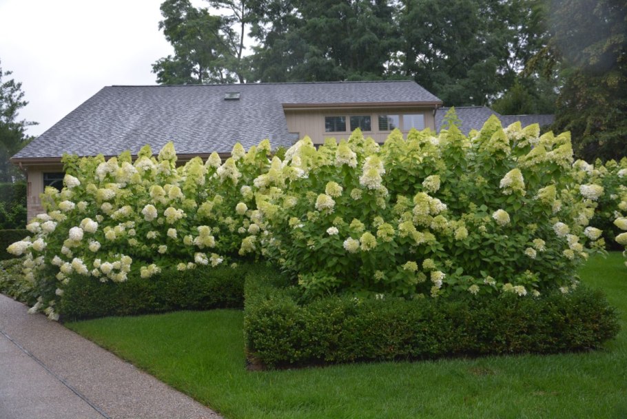 Спирея Лаймлайт