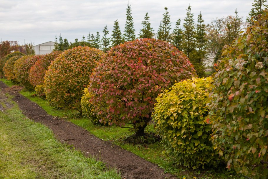 Спирея березолистная Вангутта