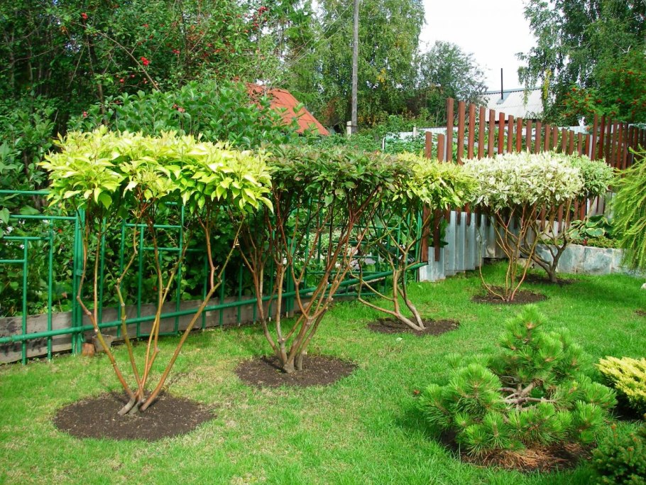 Бересклет крылатый Euonymus alatus