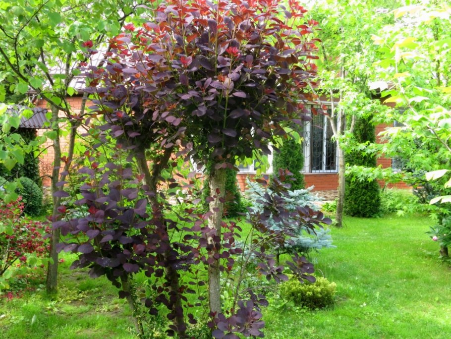 Самшит бересклет