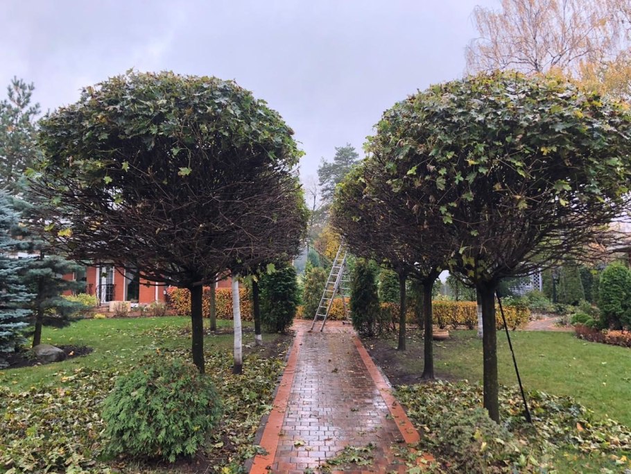 Миксбордер с дереном и гортензией