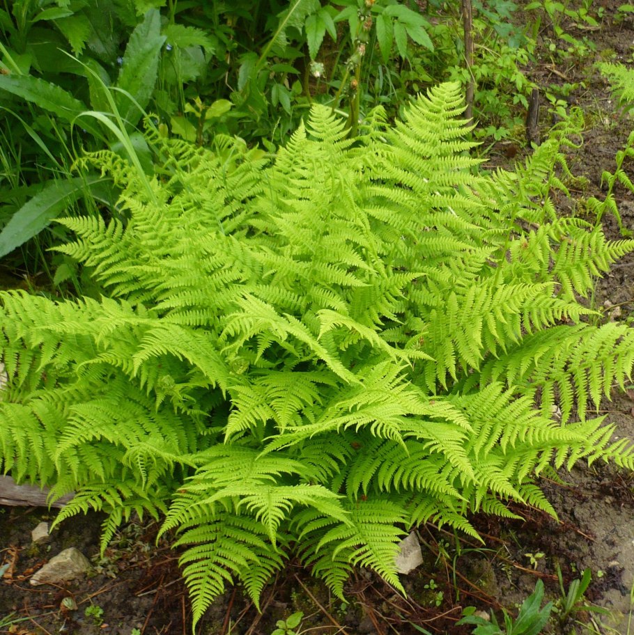 Папоротник кочедыжник