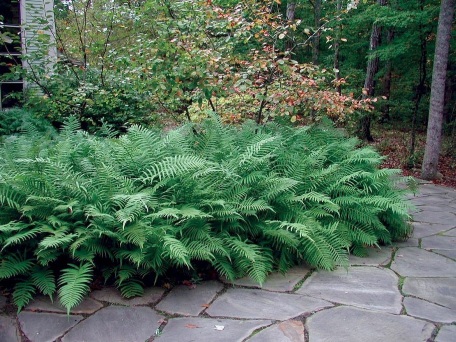 Папоротник огородный