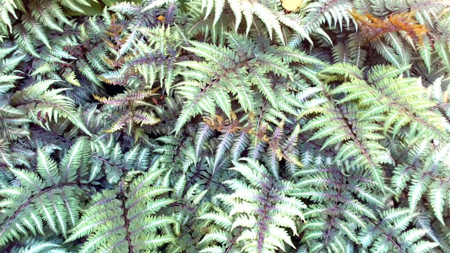 Щитовник представители папоротников