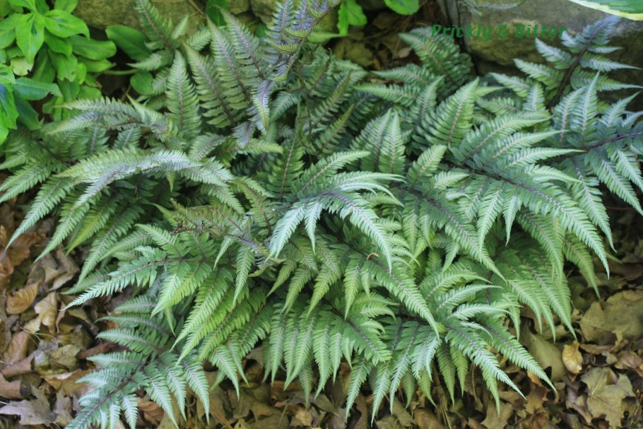 Кочедыжник ниппонский Red Beauty