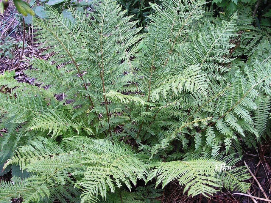 Папоротник кочедыжник Красночерешковый