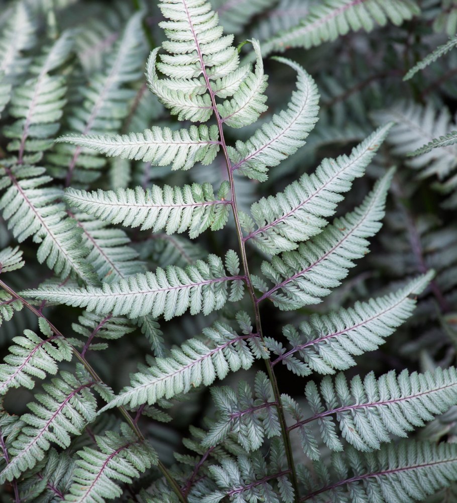 Кочедыжник цветет