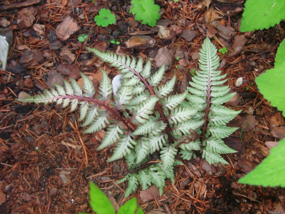 Кочедыжник Урсула