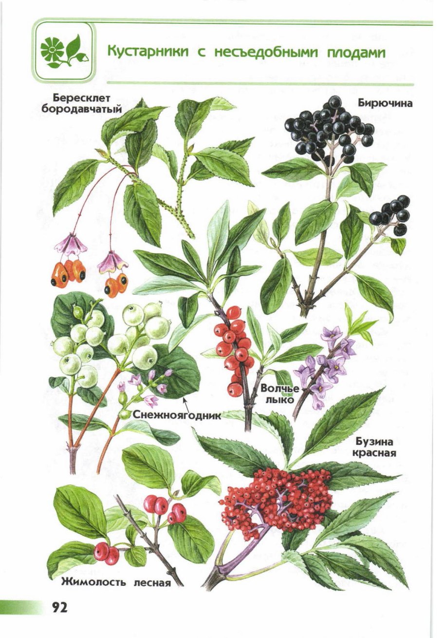 Атлас определитель кустарников лещина