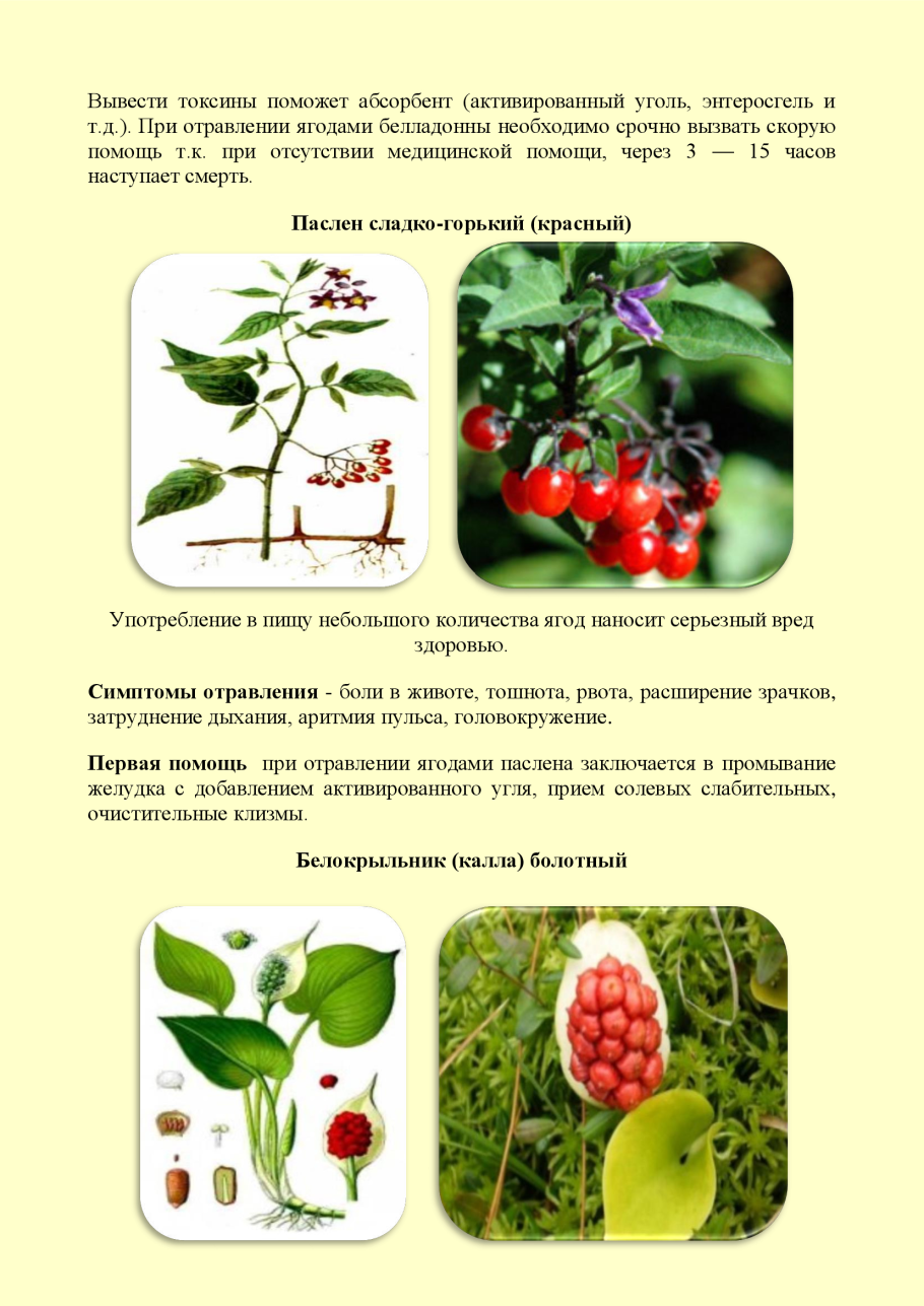 Съедобные и ядовитые растения