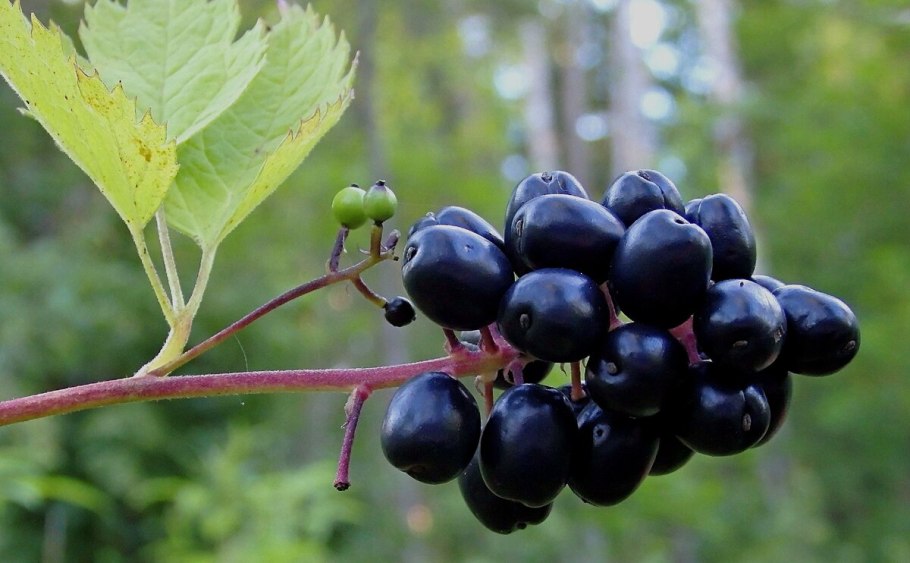 Воронец Колосистый