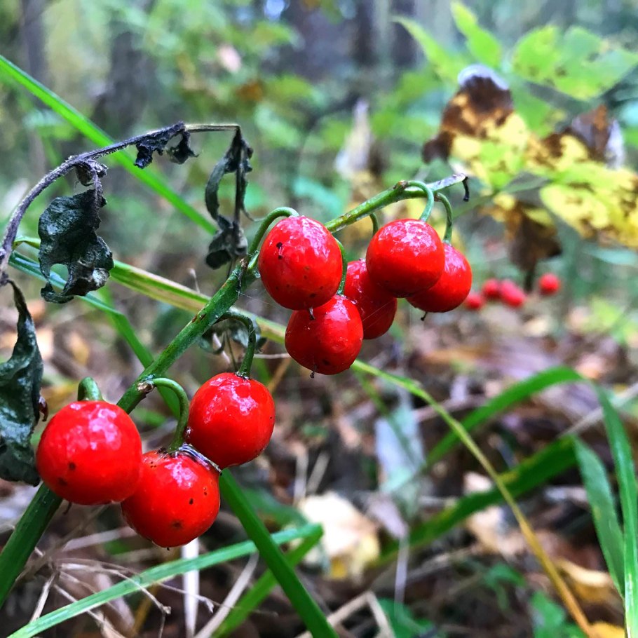 Кастеника ягод Камчатки