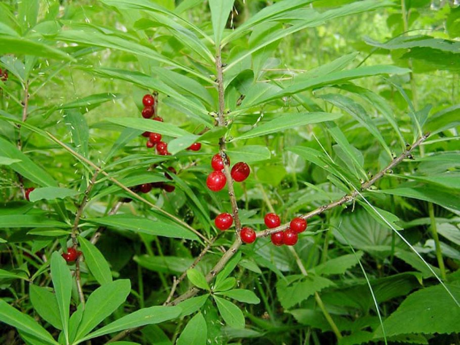 Волчеягодник Софии ягоды