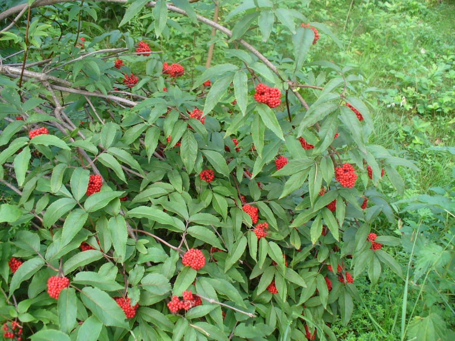 Волчья Бузина