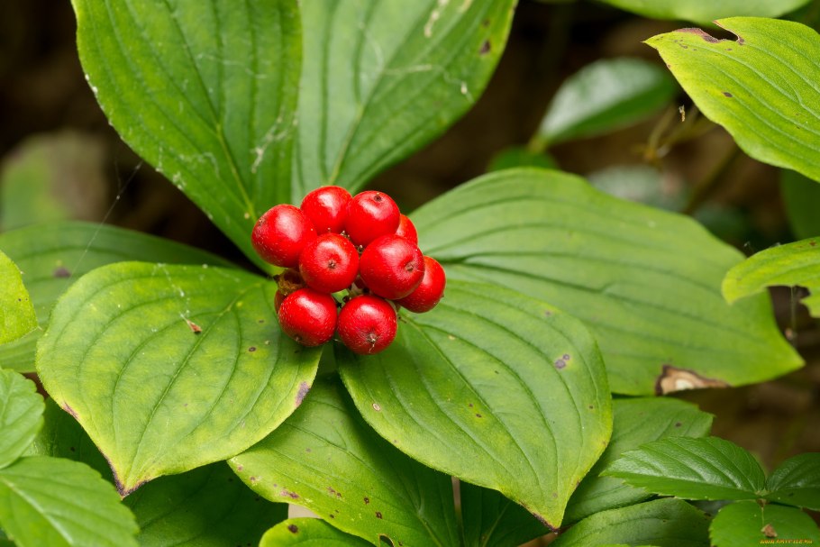 Вороний глаз растение