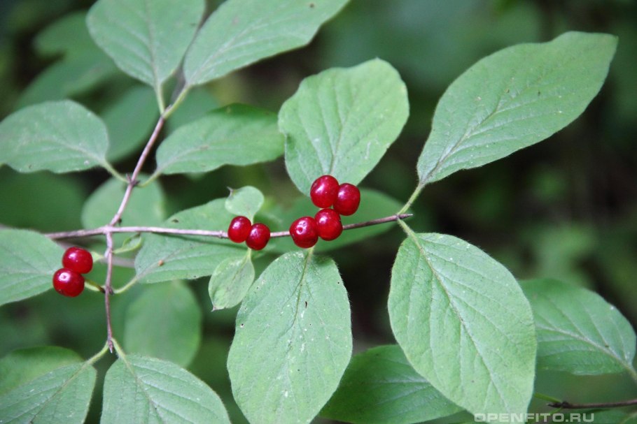 Дерен канадский ягоды