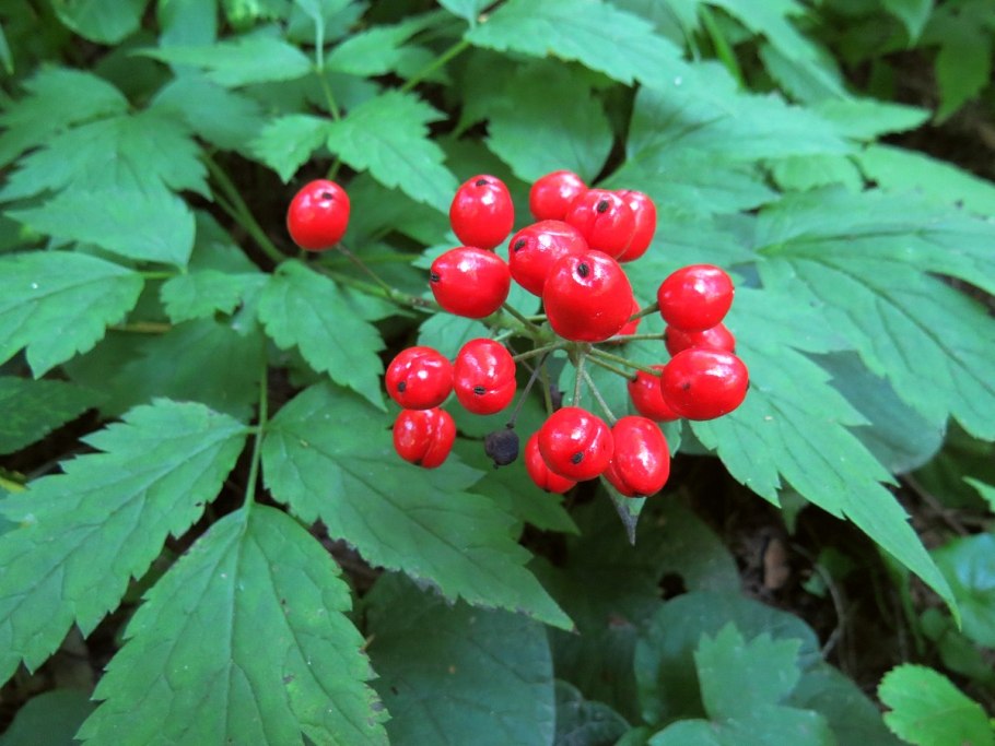 Воронец красноплодный - Actaea erythrocarpa Fisch.