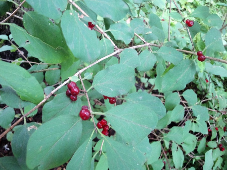 Воронец красноплодный