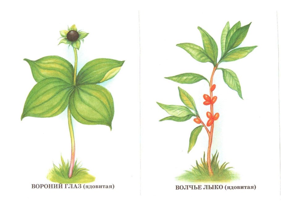Ягоды съедобные и несъедобные Лесные ягоды
