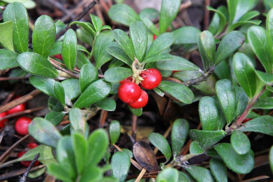 Толокнянка обыкновенная Медвежье ушко