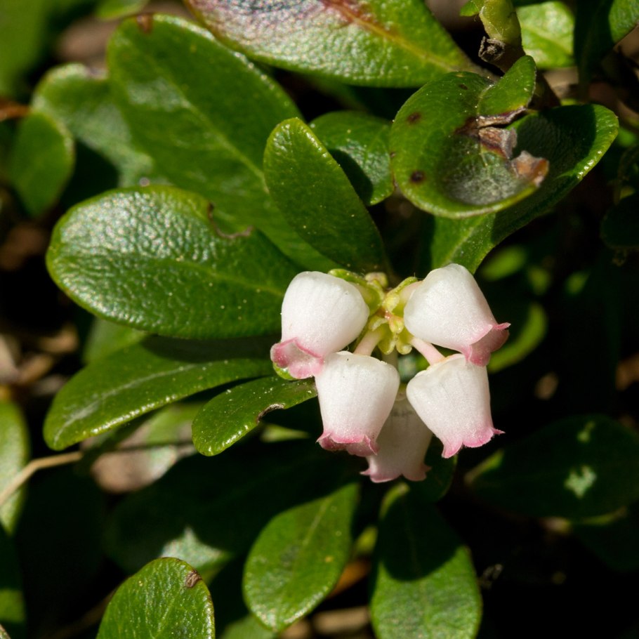 Толокнянка обыкновенная (Arctostaphylos UVA-ursi (l.) Spreng.)