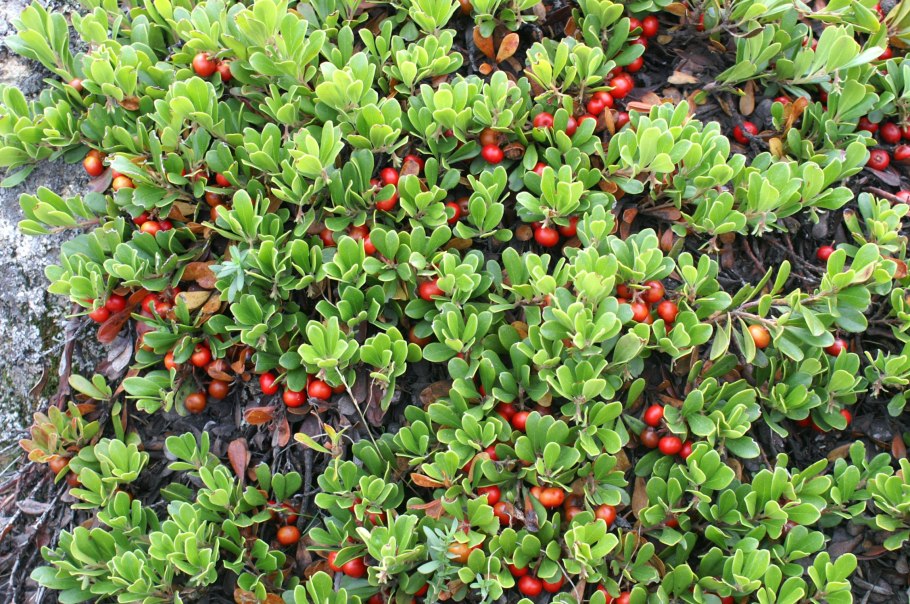 Толокнянка обыкновенная