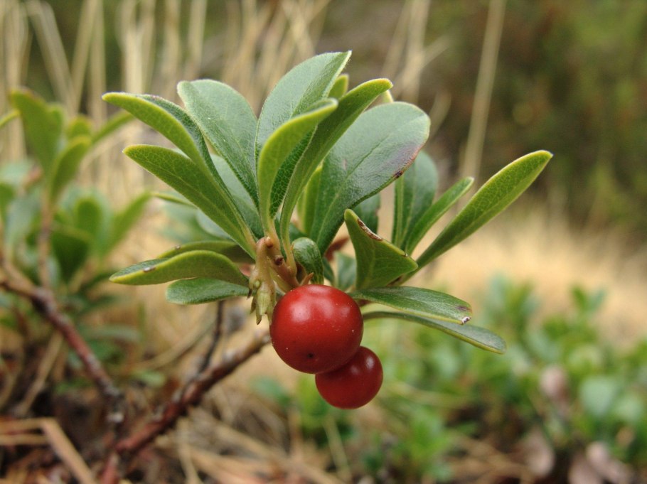 Толокнянка обыкновенная Медвежье ушко