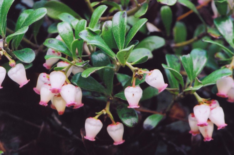 Брусника обыкновенная (Vaccinium Vitis-idaea)