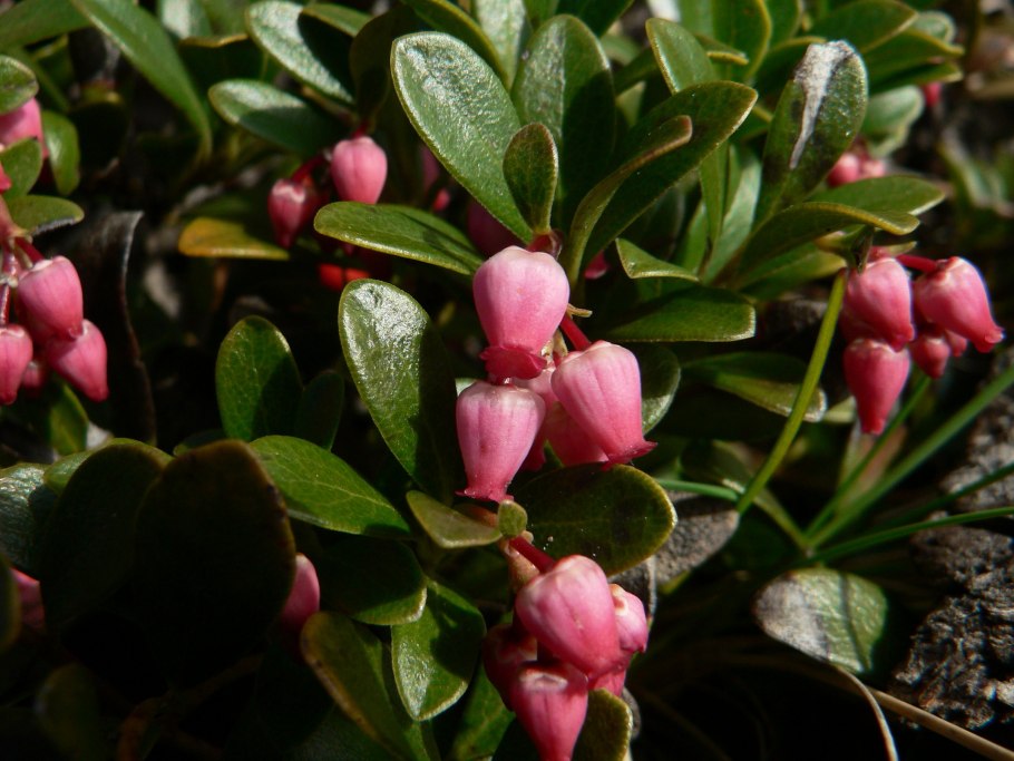 Толокнянка Ванкувер Джейд