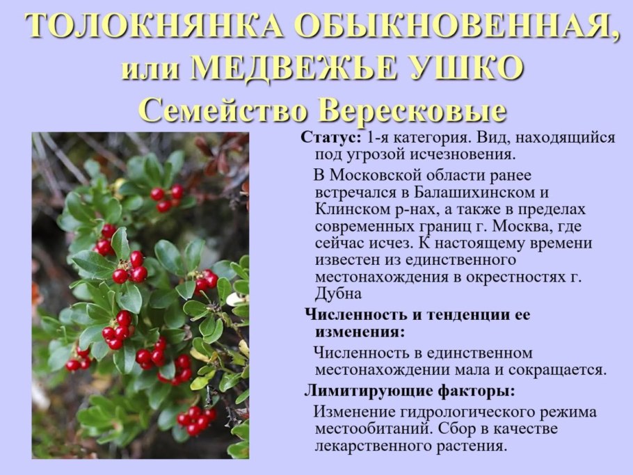 Толокнянка обыкновенная красная книга