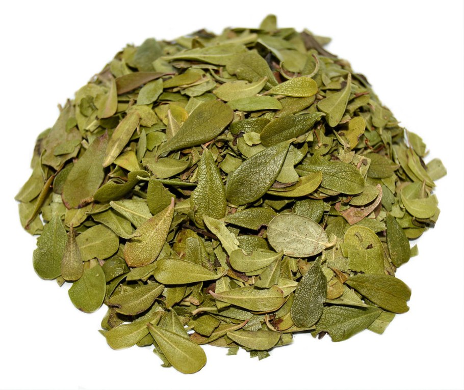 Толокнянка цветок