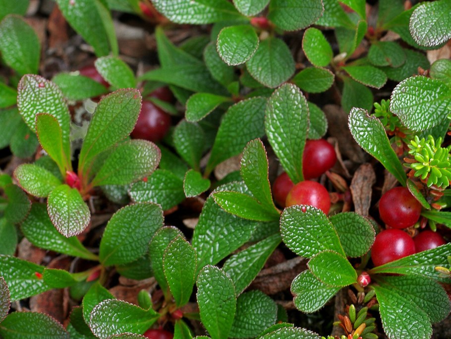 Толокнянка обыкновенная (Arctostaphylos UVA-ursi (l.) Spreng.)