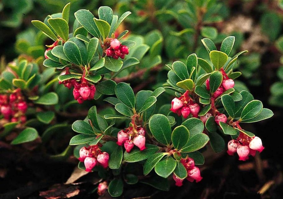 Толокнянка обыкновенная (Arctostaphylos UVA-ursi (l.) Spreng.)