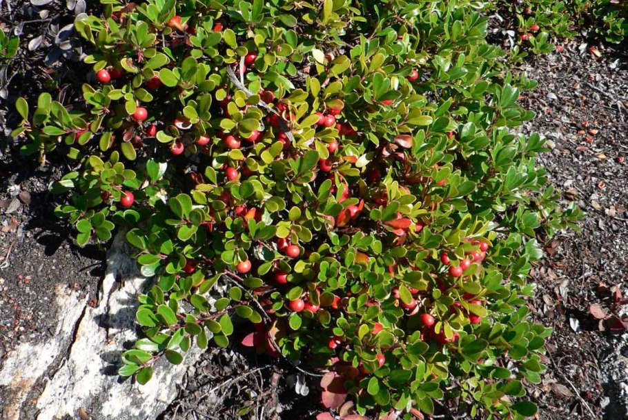 Толокнянка обыкновенная (Arctostaphylos UVA-ursi (l.) Spreng.)