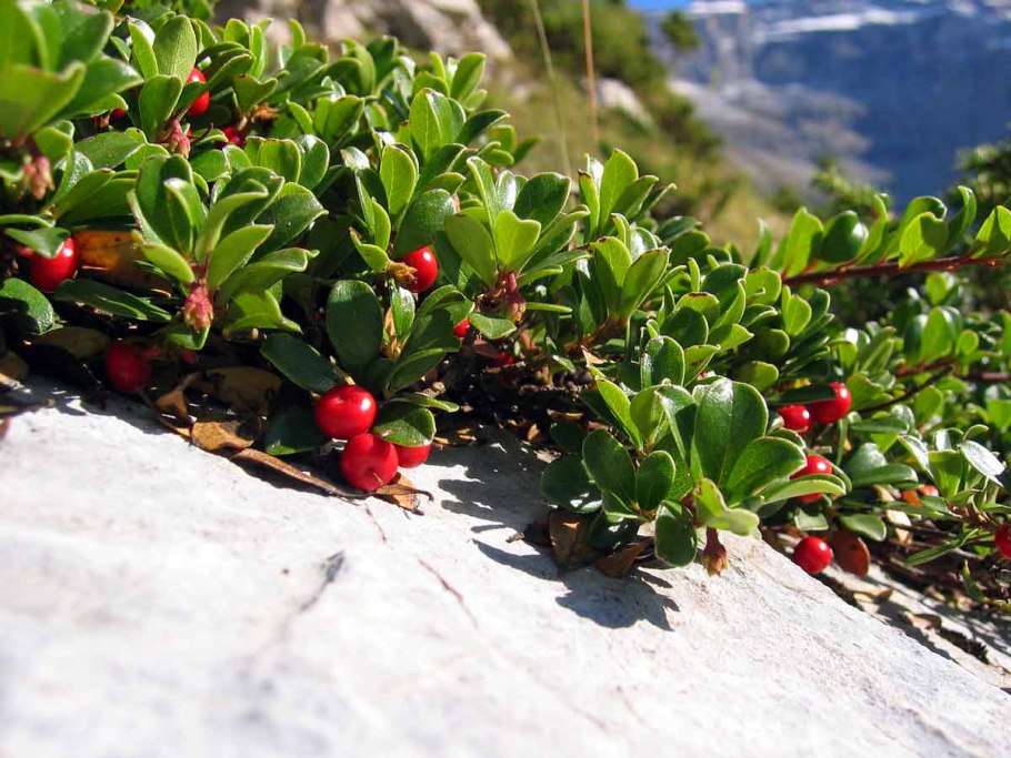 Толокнянка обыкновенная растение
