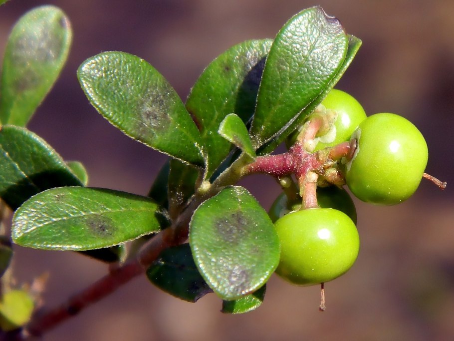 Толокнянка (Arctostaphylos UVA-ursi)