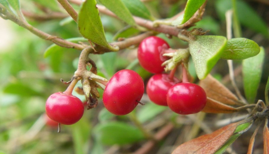 Черника обыкновенная ГФ