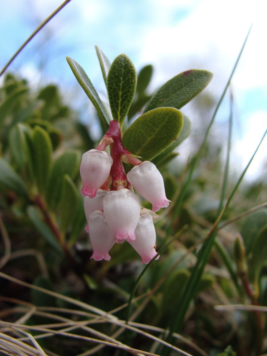 Толокнянка обыкновенная (Arctostaphylos UVA-ursi (l.) Spreng.)