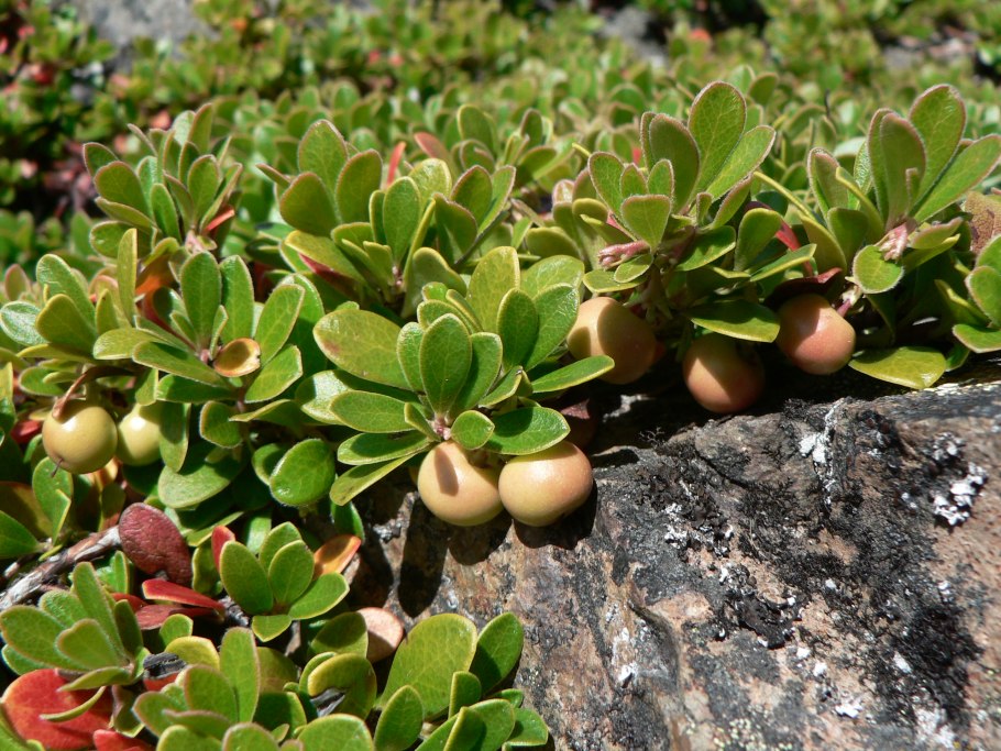 Толокнянка обыкновенная (Arctostaphylos UVA-ursi (l.) Spreng.)