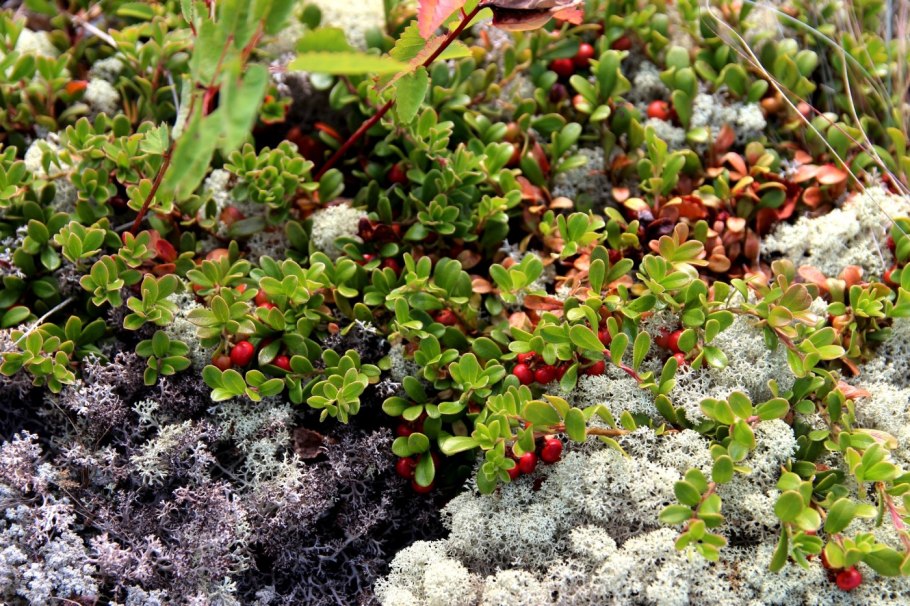 Толокнянка и брусника