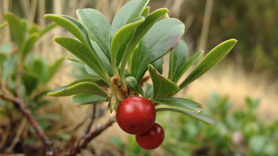 Толокнянка обыкновенная