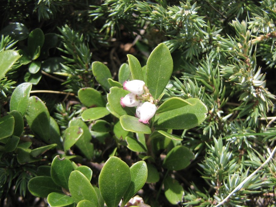 Арктоус Альпийский