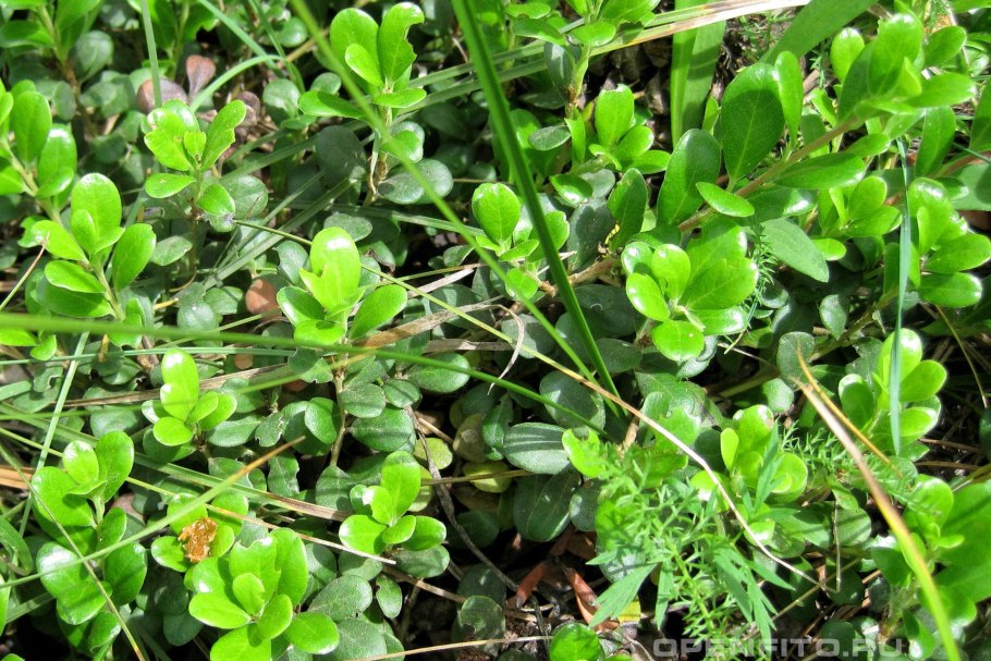 Толокнянка обыкновенная (Arctostaphylos UVA-ursi (l.) Spreng.)