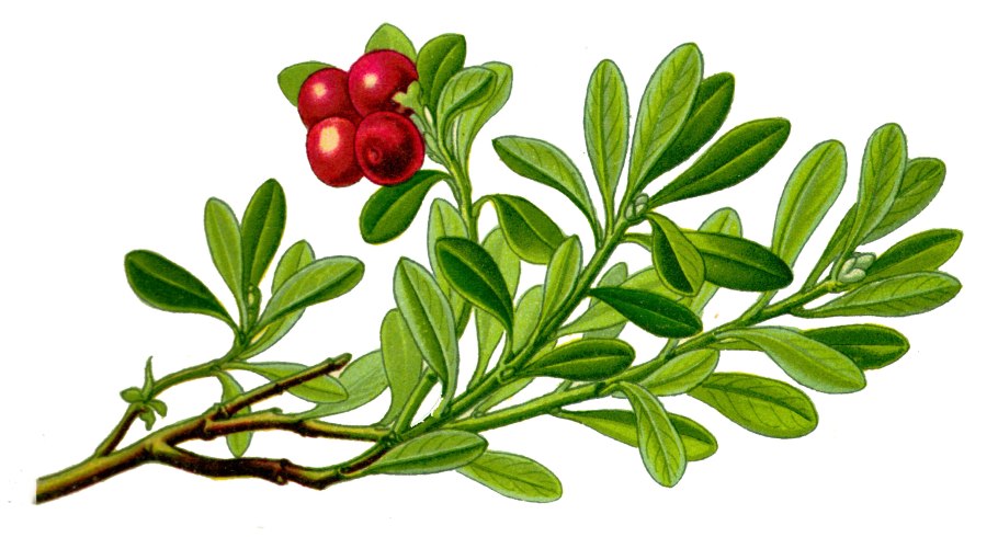 Медвежья ягода