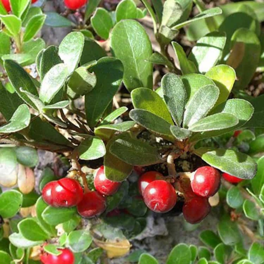 Толокнянка обыкновенная (Arctostaphylos UVA-ursi (l.) Spreng.)