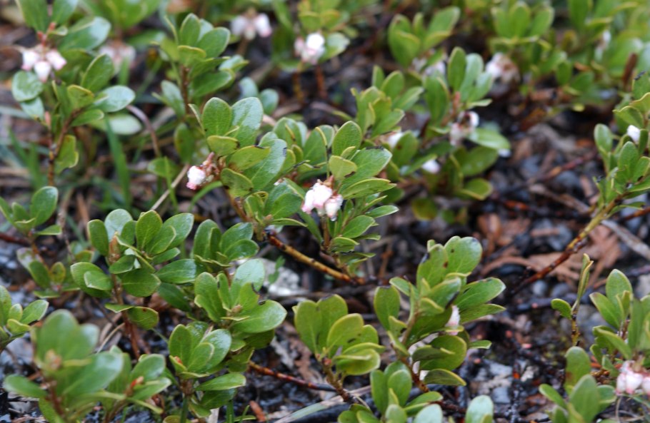 Arctostaphylos nevadensis