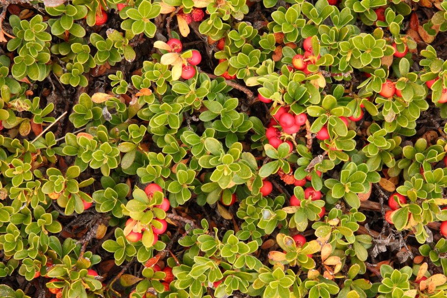 Листья толокнянки