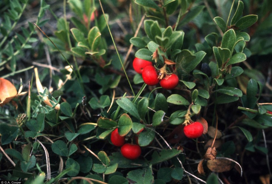 Толокнянка обыкновенная ягоды